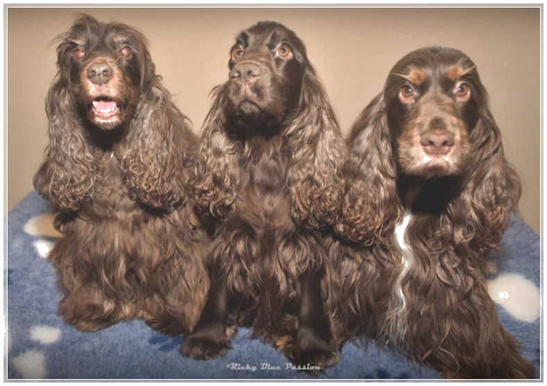 Honden Honden